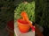 Pote de Condimentos com Colher 180 ml Laranja Le Creuset