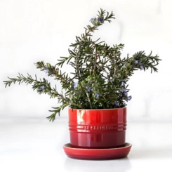 Vaso para Ervas com Bandeja 14 cm Vermelho Le Creuset