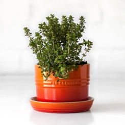 Vaso para Ervas com Bandeja 14 cm Laranja Le Creuset