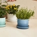 Vaso para Ervas com Bandeja 14 cm Chambray Le Creuset