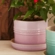Vaso para Ervas com Bandeja 14 cm Shell Pink Le Creuset