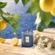 Mini Vela Decorativa de Vidro 50h Mediterranean Lemon Voluspa