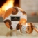 Mini Vela Decorativa em Lata 25h Spiced Pumpkin Latte Voluspa