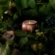 Mini Vela Decorativa em Lata 25h Foraged Wildberry Voluspa