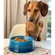 Bowl para Pet em Cerâmica 450 ml Azure Blue Le Creuset
