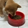 Bowl para Pet em Cerâmica 800 ml Vermelho Le Creuset