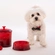 Bowl para Pet em Cerâmica 250 ml Vermelho Le Creuset