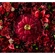Caçarola Buffet Signature Petal 26 cm Rhône Le Creuset